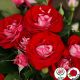Rose de Ainhait (Rose der Einheit®)