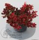 Ruby Star