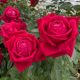 Poljubac rubina (Ruby Kiss®)
