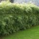 Fargesia mur. 'Rufa'