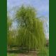 Salix chrysocoma – zlatna žalosna vrba uz jezero