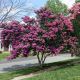 Lagerstroemia indica In Varieta