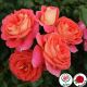 Zomersone (Sommersone®)