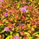 Spiraea japonica ‘Zen Spirit Caramel’ u punom cvetu