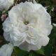 Bela starinska ruža (White Rosa damascena)
