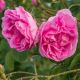 Roze starinska ruža (Pink Rosa Damascena)