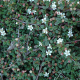 Cotoneaster