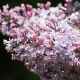 Syringa Josee - Jorgovan