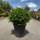 Taxus baccata Kugla