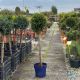 Thuja occ. Brabant