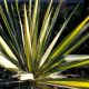 Yucca filamentosa – dekorativna juka sa sabljastim lišćem