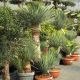Yucca