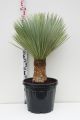 yucca rostrata