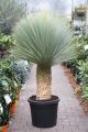 yucca rostrata 