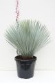 yucca rostrata