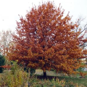 Quercus Imbricaria
