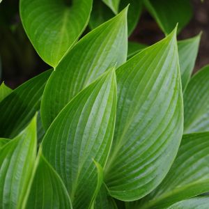 Hosta Lakeside Little Tuft