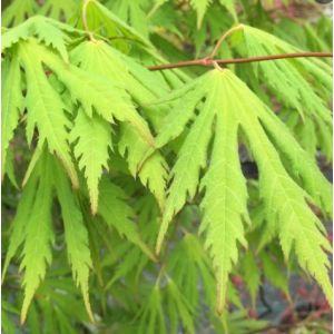 Acer pseud. Artic Jade Jack Frost
