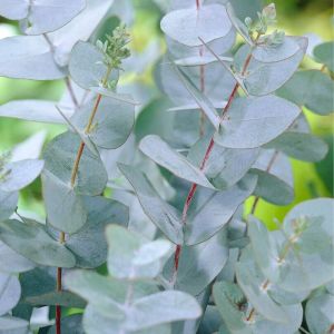 Eucalyptus gunnii Baby Blue