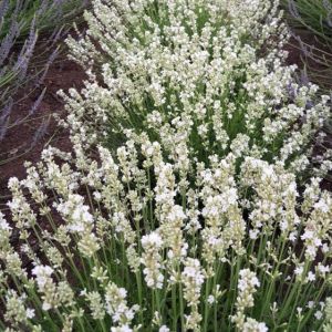 Lavandula angustifolia Alba