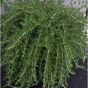 Rosmarinus officinalis Blue Cascade