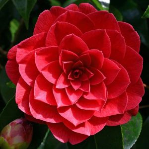 Camellia japonica