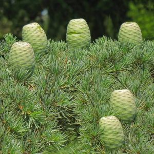 Cedrus libani Atlantica