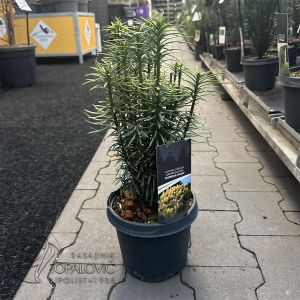 Cephalotaxus Korean Gold