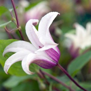 Clematis Tex. Princess Kate