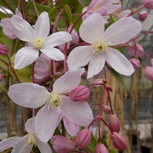 Clematis armandii Apple Blossom
