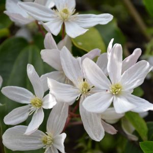 clematis Armandii