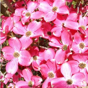 Cornus florida Cherokee Chief