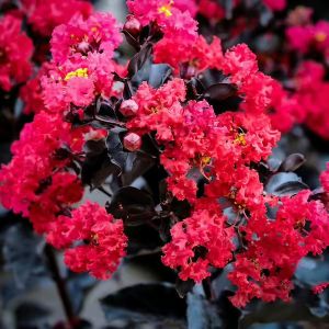 Lagerstroemia indica Black Diamond Best Red