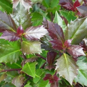 Ilex meserveae 'Magical Amoro Rosso'®