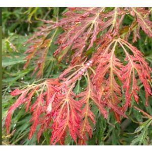 Acer pseud. Ice Dragon ® Jack Frost