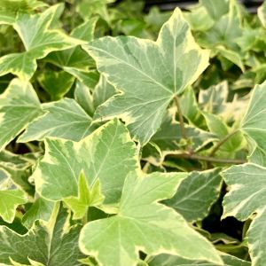 hedera yellow ripple