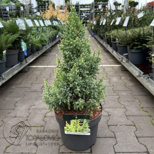 Juniperus ping. Hulsdonck Yellow