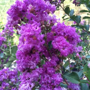Lagerstroemia indica Superviolacea