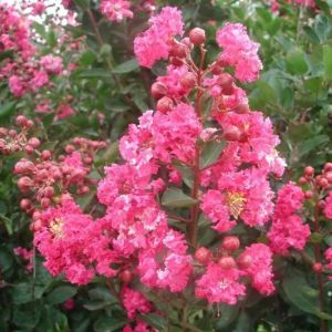 Lagerstroemia indica Rasberry Sorbet