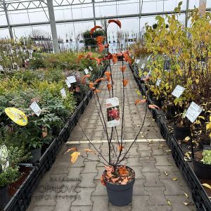 Malus toringo 'Scarlett •  C7,5   l • 80/100 cm