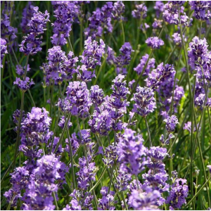 Lavandula intermedia 'Phenomenal' lavanda