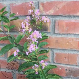 Lagerstroemia indica Muskogee