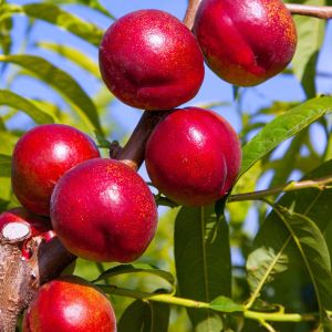 Breskva Crimson Gold nektarina