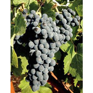 Hibridna loza Odeski biser