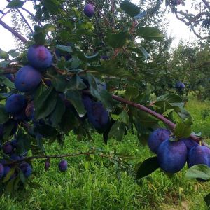 Šljiva Grose Felicija