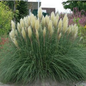 Cortaderia selloana Pumila