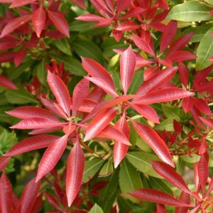 Pieris japonica Red Mill