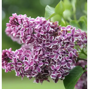 Syringa vulgaris Sensation - Jorgovan