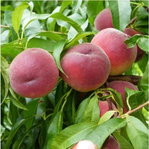 Breskva Spring Krest