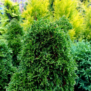 Thuja occ. Maks